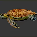 Colorful Sea Turtle With Vibrant Shell Patterns And Blue Flippers Isolated On Dark Background