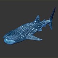 Modern Whale Cartoon Whale Mammal Marine Mammal 3d model