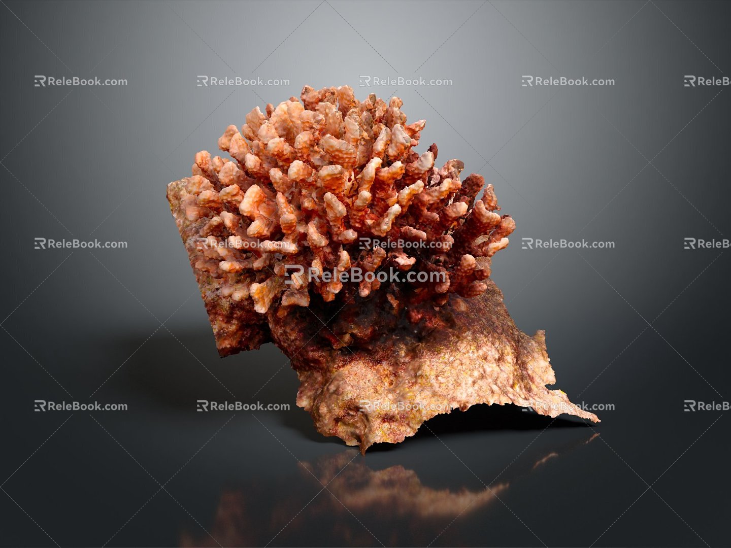 Modern Coral Red Coral White Coral Blue Coral 3d model