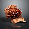 Orange Red Branched Coral Cluster As Marine Aquatic Animal With Textured Surface