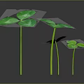 Fresh Green Clover Plants With Shiny Leaves And Slender Stems On Dark Background