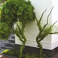 Lush Green Climbing Plants With Winding Branches On White Wall Near Stone Steps