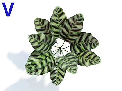 Zebra Plant With Green And White Striped Leaves In Radial Decorative Arrangement 3d model