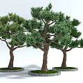 Modern style landscape tree squirrel welcome pine 3d model