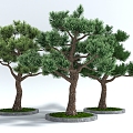 Modern style landscape tree squirrel welcome pine 3d model