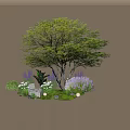 Garden Plant Combination With Tree Purple Flowers Green Foliage And Stones
