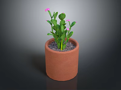 Green Potted Plant with Pink Flowers in Terracotta Pot on Dark Background 3d model
