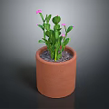 Green Potted Plant with Pink Flowers in Terracotta Pot on Dark Background