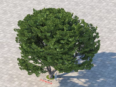 Arbor With Lush Green Canopy And Thick Trunk On Paved Ground 3d model