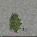 Ylang Ylang Tree with Human Figure for Scale 1.85 Meters Height on Square Tile Floor