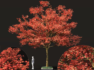 Tall Arbor Tree with Red Autumn Foliage Brown Trunk and Detailed Leaves Against Black Background 3d model