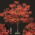Tall Arbor Tree with Red Autumn Foliage Brown Trunk and Detailed Leaves Against Black Background