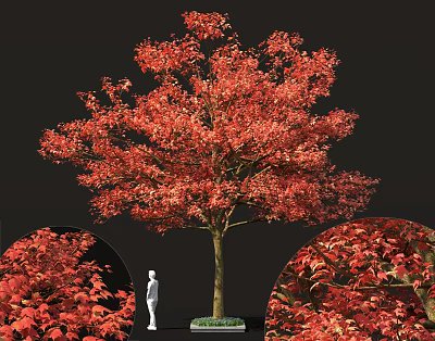 Tall Arbor Tree with Red Autumn Foliage Brown Trunk and Detailed Leaves Against Black Background 3d model