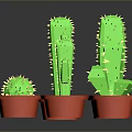 Multiple Green Cactus Plants in Red Pots on Black Background