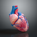 Human Chest Organ 3D Model of Heart With Red Pink Blue Vessels and Anatomical Structure