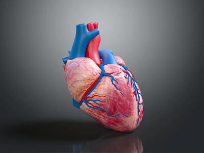 Human Chest Organ 3D Model of Heart With Red Pink Blue Vessels and Anatomical Structure 3d model