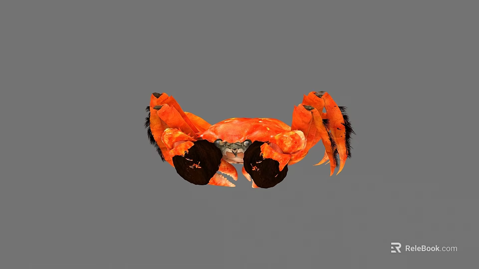 Vibrant Orange Aquatic Crab With Large Black Claws And Distinctive Features 3d model