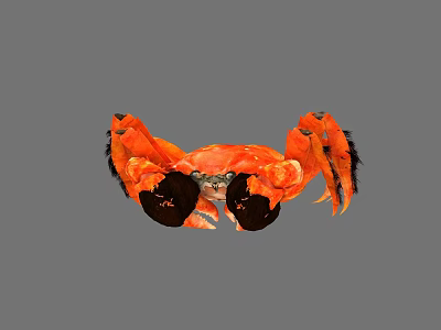 Vibrant Orange Aquatic Crab With Large Black Claws And Distinctive Features 3d model