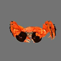 Vibrant Orange Aquatic Crab With Large Black Claws And Distinctive Features 3d model