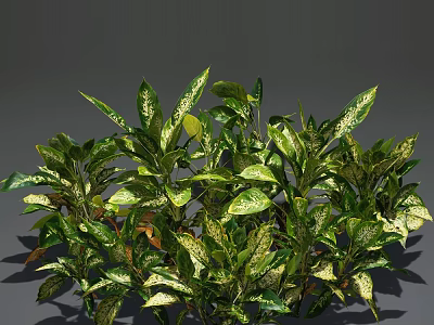 Lush Indoor Green Plants With White Spotted Leaves And Dense Foliage 3d model
