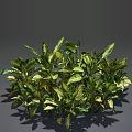 Lush Indoor Green Plants With White Spotted Leaves And Dense Foliage