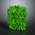 Green Leafy Plant With Lush Foliage In Cube Shape On Gray Background