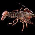 Red Spotted Crayfish With Claws And Segmented Body On Black Background 3d model