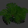 Large Leaf Monstera Plant In Decorative Pot With Wooden Stand