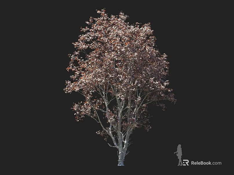Tall Arbor Tree With Reddish Brown Foliage And White Trunk Against Black Background 3d model 