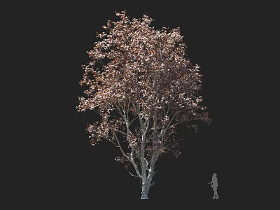 Tall Arbor Tree With Reddish Brown Foliage And White Trunk Against Black Background 3d model