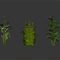Various Green Plants Collection Including Vines Shrubs And Palm Trees Arranged On White Background