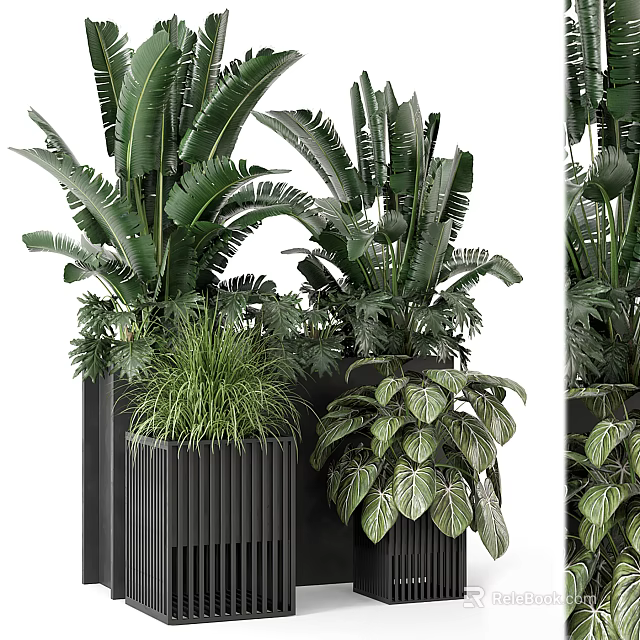 Stylish Indoor Potted Plants With Black Planters And Lush Green Foliage 3d model 