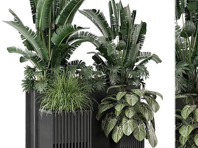 Stylish Indoor Potted Plants With Black Planters And Lush Green Foliage 3d model