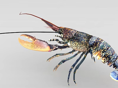 Vibrant Spiny Lobster With Spotted Shell Large Claws And Long Antennae 3d model