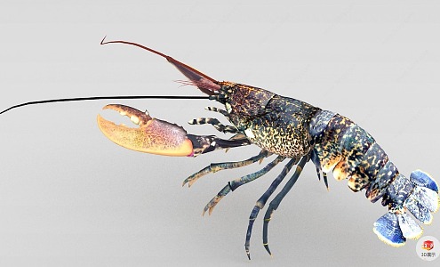 Modern Lobster 3d model