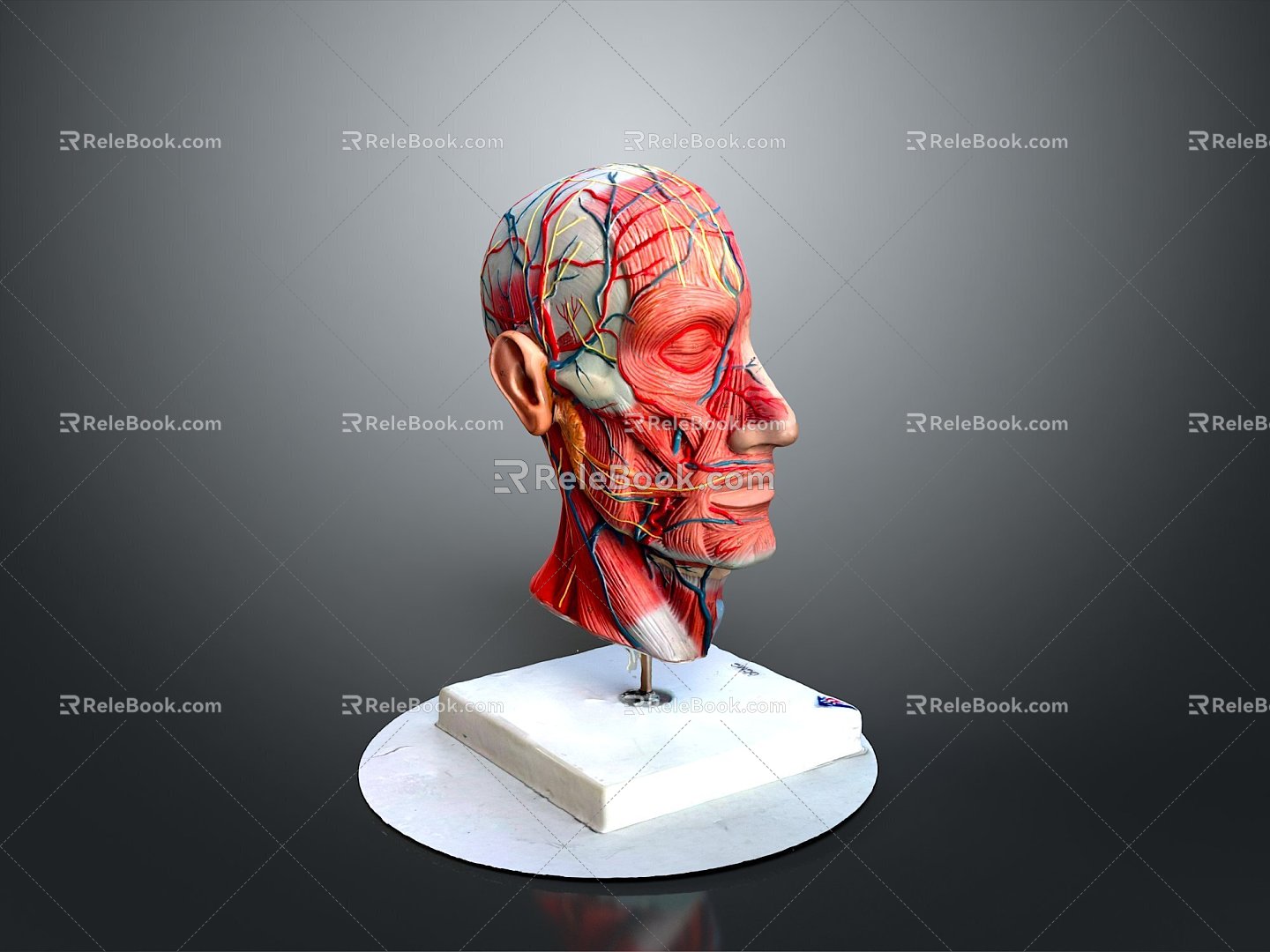 head structure head planer face human head planer face human brain planer face head structure brain structure human head structure 3d model