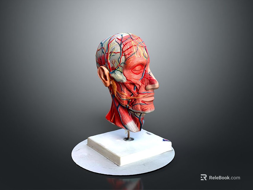 Human Head Muscle Anatomy Model Medical Device For Educational Demonstration 3d model 