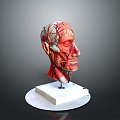 head structure head planer face human head planer face human brain planer face head structure brain structure human head structure 3d model