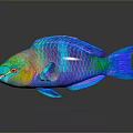 Vibrant Tropical Reef Fish With Colorful Blue Green And Rainbow Scales