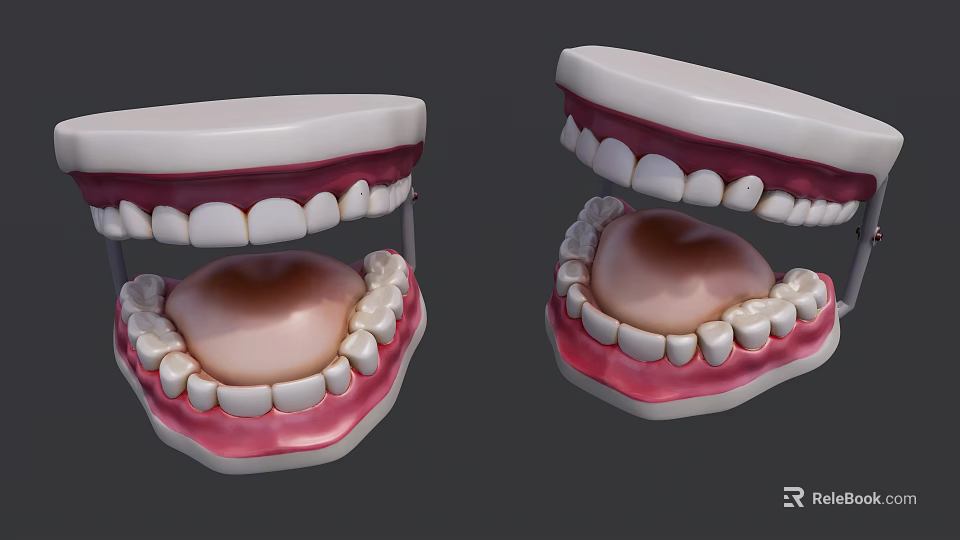 Anatomical Dental Models With Upper Lower Jaw Teeth And Gum Structure 3d model 