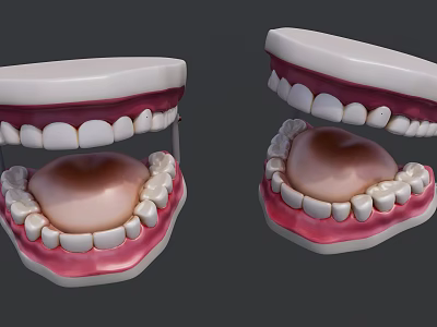 Anatomical Dental Models With Upper Lower Jaw Teeth And Gum Structure 3d model