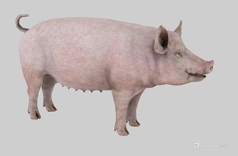 Pink Domestic Pig Standing in Studio with Gray Background 3d model 