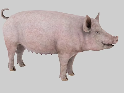 Pink Domestic Pig Standing in Studio with Gray Background 3d model