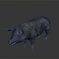 Realistic Dark Colored Pig 3D Model With Textured Skin On Gray Gradient 3d model