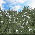 Lush Green Shrub With White Flowers And Green Leaves Against Blue Sky And White Clouds