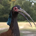 Bird With Blue Head Feathers Long Beak Brown Body White Wing Patches Standing On Grass