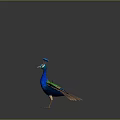 Modern Peacock Green Peacock Open Screen 3d model