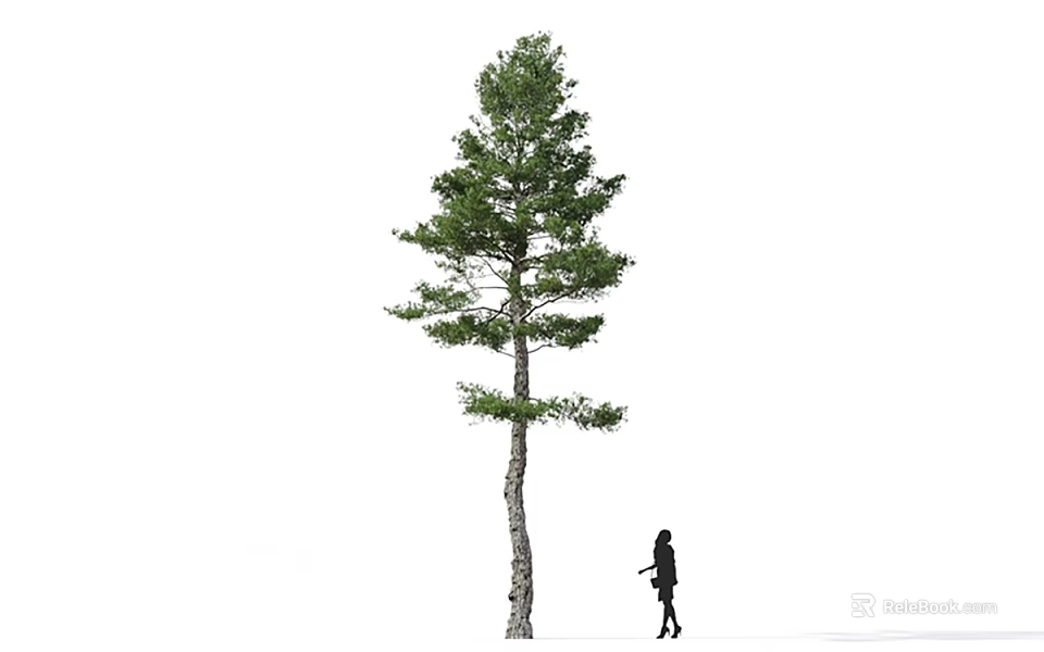 Tall Arbor With Green Leaves And Slender Trunk Near Walking Person 3d model 