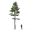 Tall Arbor With Green Leaves And Slender Trunk Near Walking Person