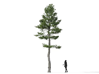 Tall Arbor With Green Leaves And Slender Trunk Near Walking Person 3d model